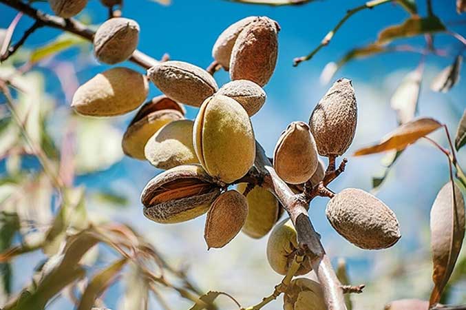 Custom Almonds