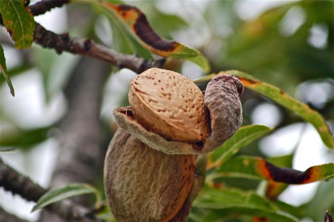 Custom Almonds